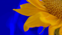 Sunflower, WHL