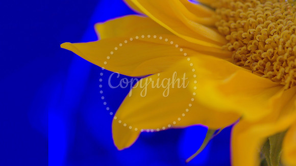 Sunflower, WHL