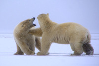 Polar Bears I, WHL