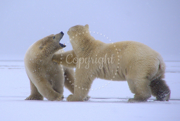 Polar Bears I, WHL