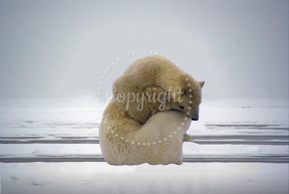 Polar Bears III, Arctic Ocean, WHL