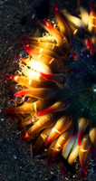 Sea Anemone, WHL