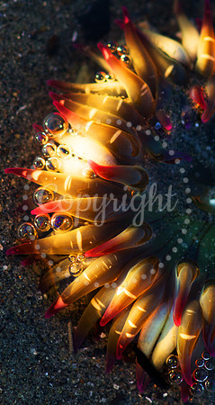 Sea Anemone, WHL