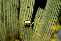 Happy Cactus, Sedona, Arizona