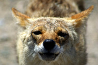 Coyote, Death Valley CA