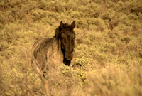 Wild horse, New Mexico
