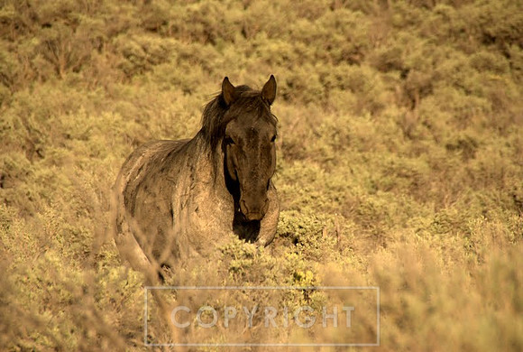 Wild horse, New Mexico