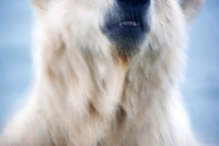 Rising Polar Bear, Arctic Ocean