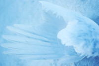 Arctic Wing, Arctic Alaska