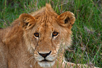 Young Lion, Kenya