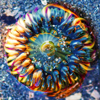 Wild Anemone, Washington