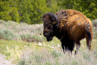 Young Bison, Yellowstone WY